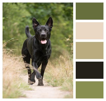 Nature Black Dog German Sheprador Image